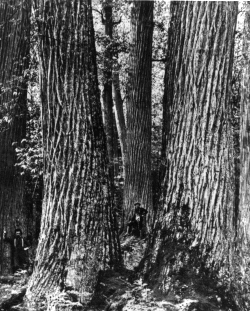 Chestnut tree, circa 1900