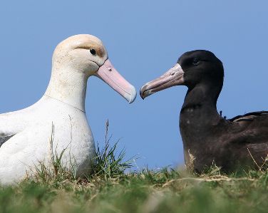 short tailed albatross photo by USFWS