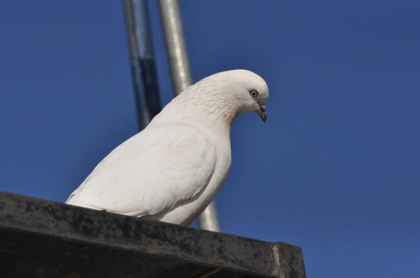 Photo of dove by generalising-CC-flickr