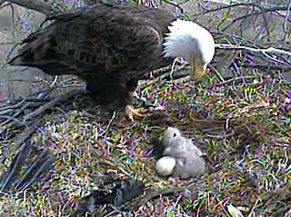 eagle-cam-nest