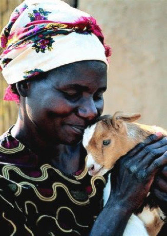 The Heifer Project in Zambia