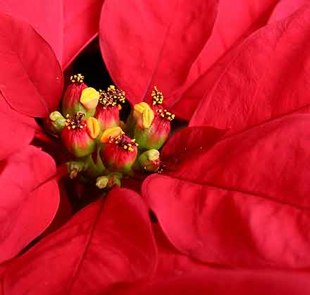 poisetta-center-morguefile