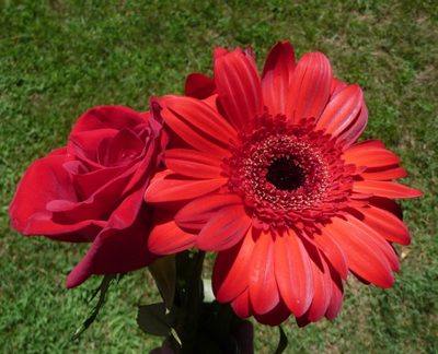 red flowers rose daisy