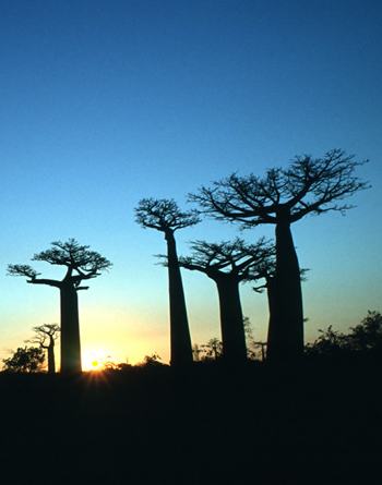 sunset in Africa cocoa trees