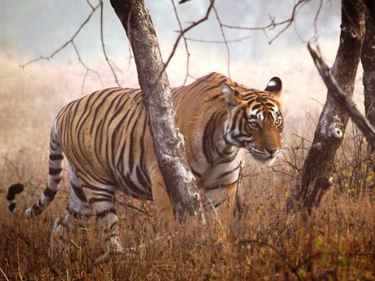 tiger_in india-WWF-UK