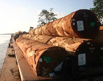 trees cut for Paper-TFTphoto